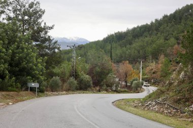 Dağ yolu ağacı. Yüksek kalite fotoğraf