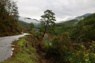 Eğik ağaç sisi. Yüksek kalite fotoğraf