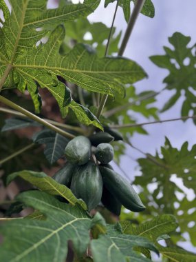 Ağaçtaki papaya meyveleri büyük yapraklar yeşil. Yüksek kalite fotoğraf