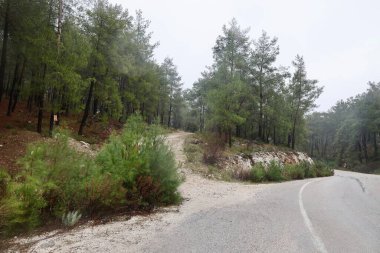 Dönek orman yolu. Yüksek kalite fotoğraf