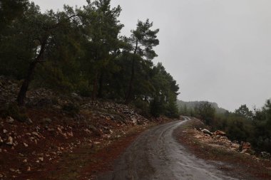 Dönek orman yolu. Yüksek kalite fotoğraf