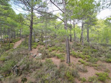 Çam ormanı sonbahar kozalaklı ağaçlar kışın hindi arasında park ederler. 