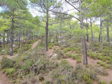 Çam ormanı sonbahar kozalaklı ağaçlar kışın hindi arasında park ederler. 