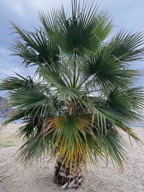 Kumlu sahil bulutlu tatil beldesinde Palm Beach Palmiyesi