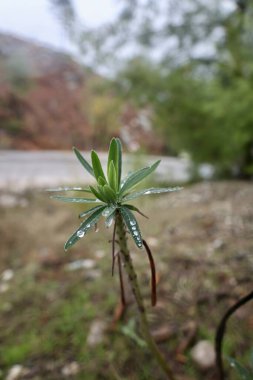 Dewy plant outdoors. High quality photo clipart