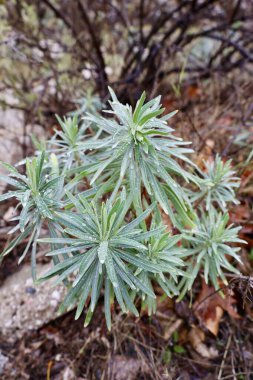 Dışarıdaki çiğ bitkisi. Yüksek kalite fotoğraf