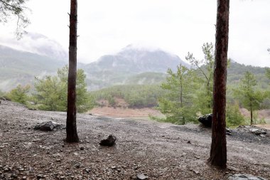 Orman ağaçları yolu. Yüksek kalite fotoğraf