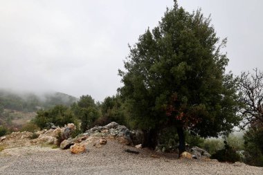 Ağaç kayası manzarası. Yüksek kalite fotoğraf