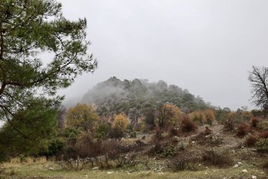 Ağaç kayası manzarası. Yüksek kalite fotoğraf