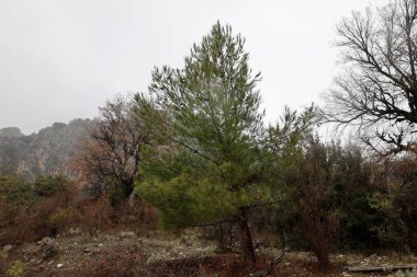 Uzun çam ormanı. Yüksek kalite fotoğraf