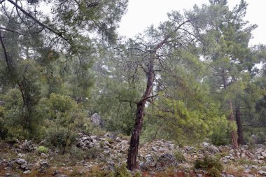 Uzun çam ormanı. Yüksek kalite fotoğraf