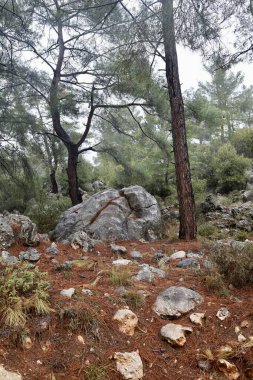 Uzun çam ormanı. Yüksek kalite fotoğraf