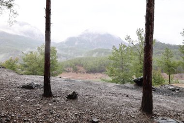 Orman ağaçları yolu. Yüksek kalite fotoğraf