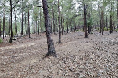 Çam ormanı manzarası. Yüksek kalite fotoğraf