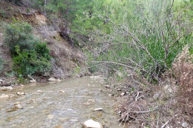 Orman yolu. Yüksek kalite fotoğraf