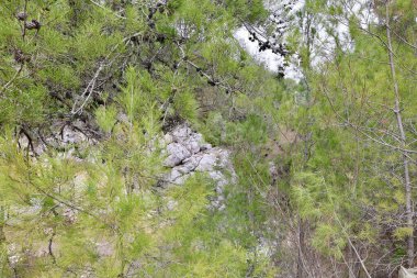 Orman nehir manzaralı. Yüksek kalite fotoğraf