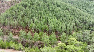 Yoğun yeşil orman. Yüksek kalite fotoğraf