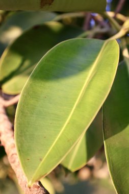 Yeşil yaprak güneş ışığı. Yüksek kalite fotoğraf