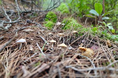 Mantar ormanı zemini. Yüksek kalite fotoğraf
