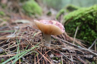 Mantar çam iğneleri. Yüksek kalite fotoğraf