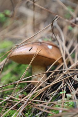 Mantar ormanı zemini. Yüksek kalite fotoğraf