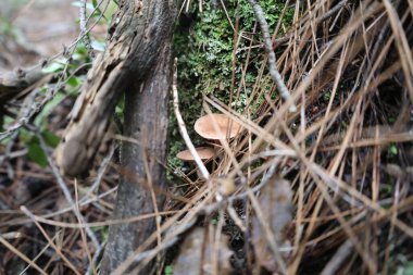Mantar yosunu ormanı. Yüksek kalite fotoğraf