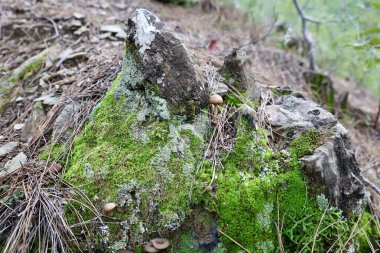 Mantar ormanı zemini. Yüksek kalite fotoğraf