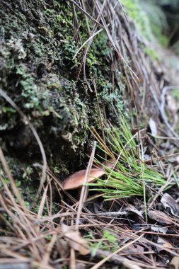 Mantar yosunu ormanı. Yüksek kalite fotoğraf