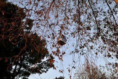 Palmiye ağaçları gondol gökyüzü. Yüksek kalite fotoğraf