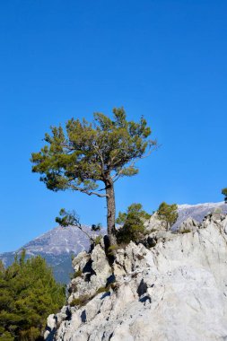 Ağaç dağı gökyüzü. Yüksek kalite fotoğraf