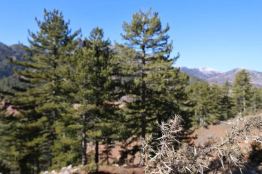 Dağlar, ağaçlar gökyüzü. Yüksek kalite fotoğraf