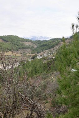 Genç çam ormanı. Yüksek kalite fotoğraf