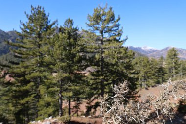 Dağlar, ağaçlar gökyüzü. Yüksek kalite fotoğraf