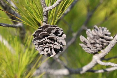 Çam kozalağı dalı. Yüksek kalite fotoğraf