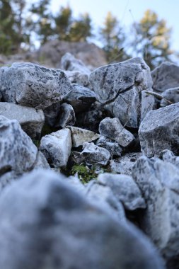 Rocks moss closeup. High quality photo clipart