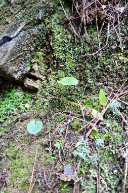 Yosunlu kaya yüzeyi. Yüksek kalite fotoğraf