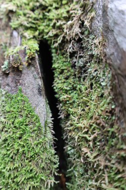 Yosunlu kaya yüzeyi. Yüksek kalite fotoğraf