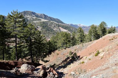 Karlı dağ ağaçları. Yüksek kalite fotoğraf