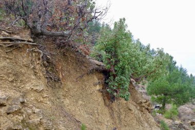 Kayalık arazi ağaçları. Yüksek kalite fotoğraf