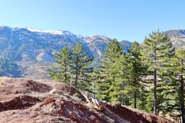 Karlı dağ ağaçları. Yüksek kalite fotoğraf