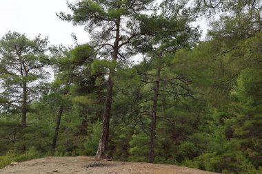 Eğik uzun ağaç. Yüksek kalite fotoğraf