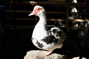 Beyaz ördek dışarıda. Yüksek kalite fotoğraf