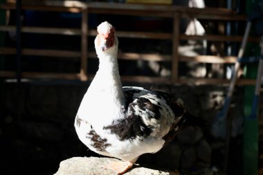 Beyaz ördek dışarıda. Yüksek kalite fotoğraf