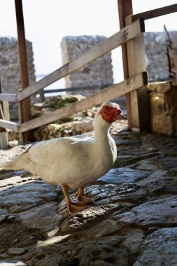 Beyaz ördek dışarıda. Yüksek kalite fotoğraf