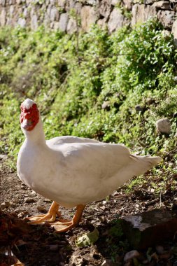 Duck among rocks. High quality photo clipart