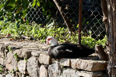 Beyaz ördek dışarıda. Yüksek kalite fotoğraf