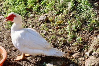 Kayaların arasına saklan. Yüksek kalite fotoğraf