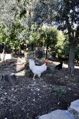 Tavuklar açık havada ağaçlar. Yüksek kalite fotoğraf