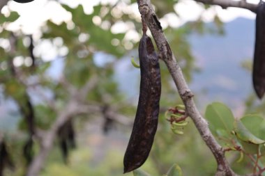 Keçiboynuzu ağacı kapsülleri. Yüksek kalite fotoğraf