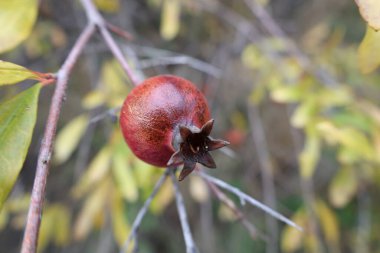 Nar doğada kırmızı meyve bitkisi. Yüksek kalite fotoğraf